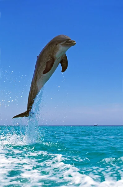 Grande Dauphin tursiops truncatus — Fotografia de Stock