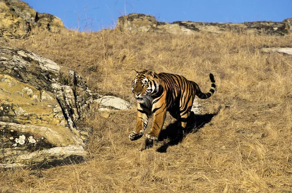 Tigre Du Bengalen panthera tigris tigris — Stockfoto