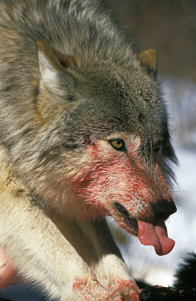 LOUP DU CANADA canis lupus occifellis
