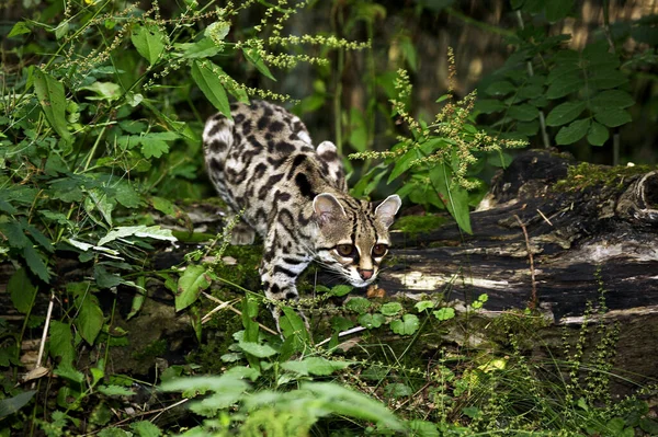 Margay leopardus wiedi — Fotografia de Stock