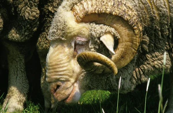 Merinos Mouton — Foto Stock