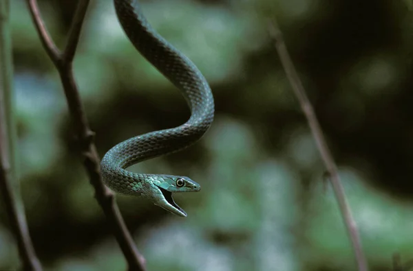 뱀 Philothamnus semvariegatus — 스톡 사진