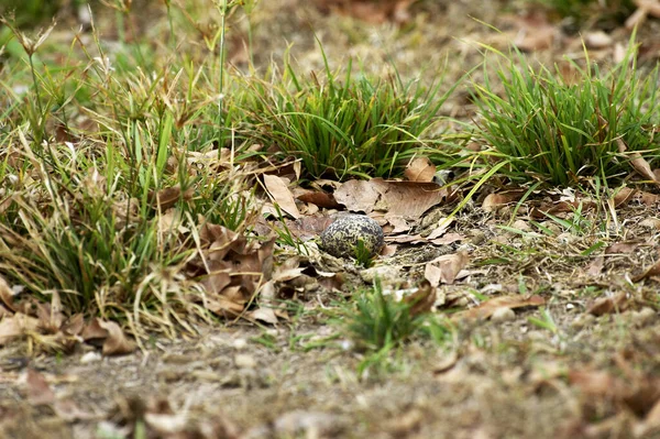 Oedicneme Bistrie burhinus bistriatus — Φωτογραφία Αρχείου