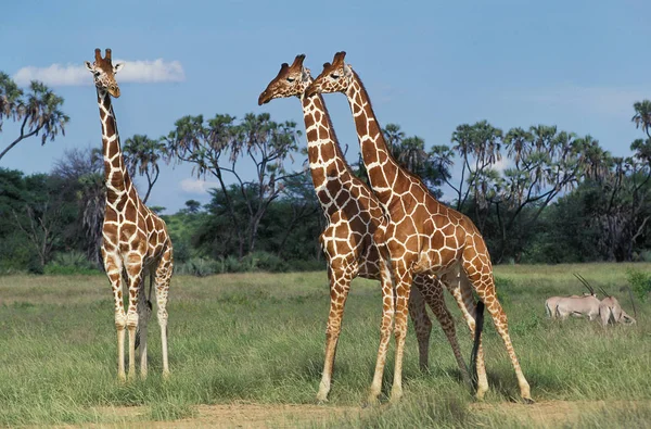 GIRAFE RETICULEE jirafa camelopardalis reticulata —  Fotos de Stock