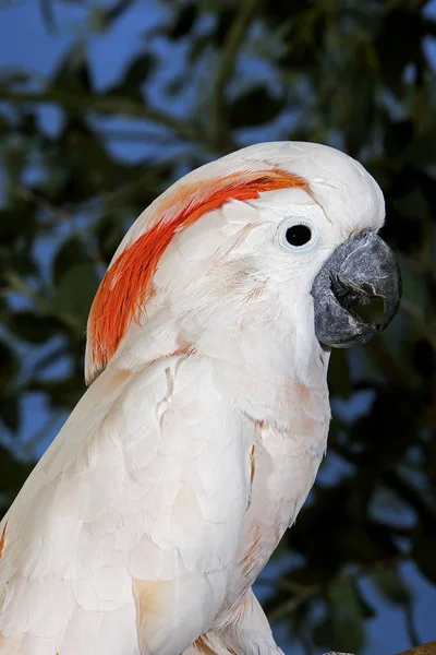 CACATOS A HUPPE ROUGE cacatua moluccensis — Foto de Stock