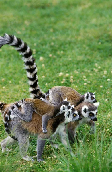 Maki Catta lemur catta — Φωτογραφία Αρχείου