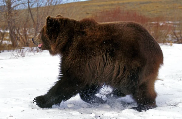 Наш Kodiak ursus arctos middendendendorffi — стокове фото