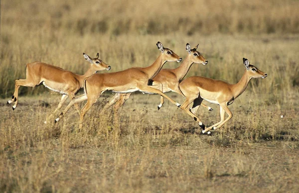 IMPALA aepyceros melampus — Stock Photo, Image