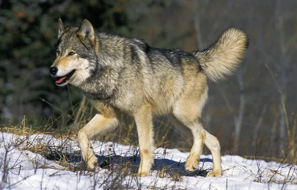 Loup Du Canada canis lupus occidentalis — 스톡 사진