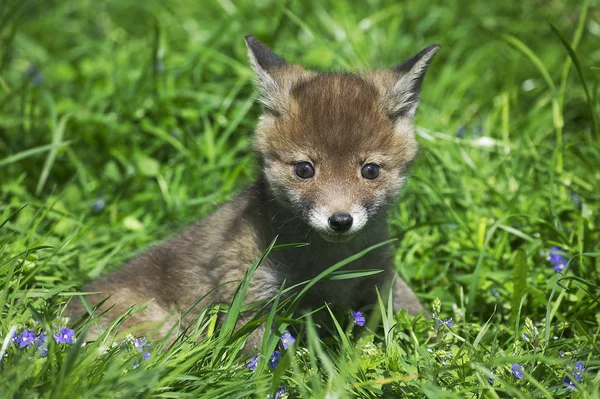 Renard Roux vulpes vulpes Przewodniczący — Zdjęcie stockowe