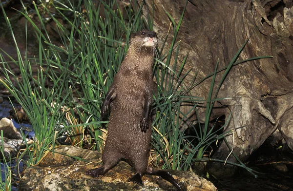 LOUTRE CENDREE aonyx cinerea — Stock Photo, Image