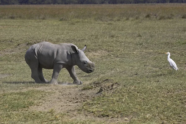 Rhinocéros blanc ceratotherium simum — Photo