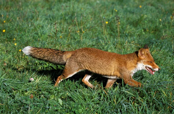 Renard Roux vulpes vulpes — Fotografia de Stock