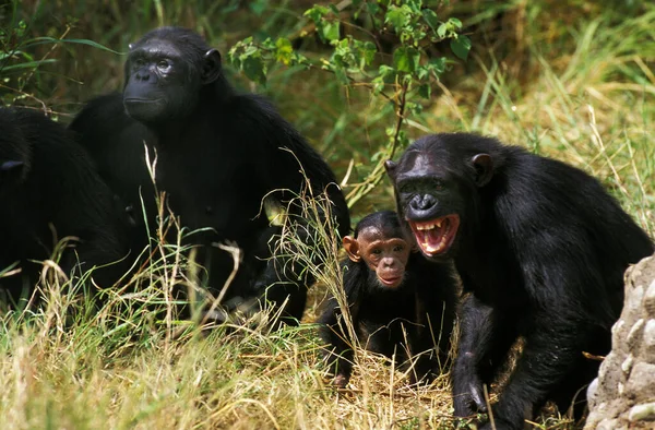 CHIMPANZE pan trogloditas — Foto de Stock