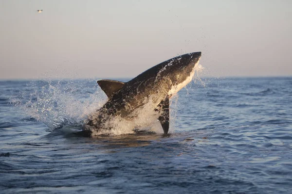 Grand Requin Blanc carcharodon carcharias — Fotografia de Stock