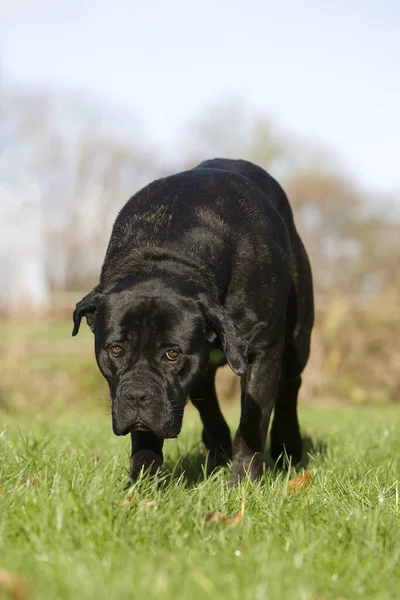 Cane corso — Stockfoto