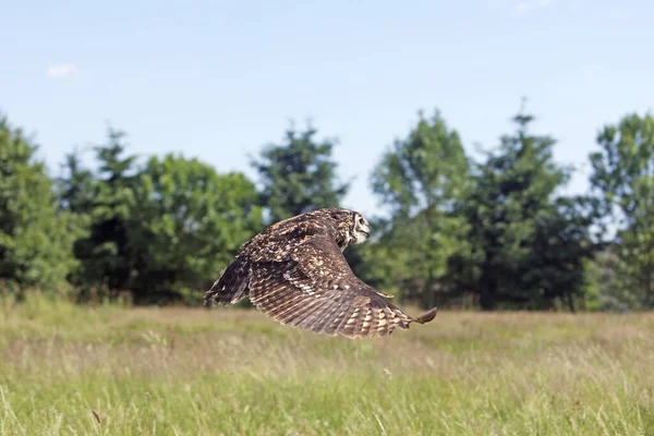 Hibou Grand Duc Du Cap bubo capensis — стокове фото