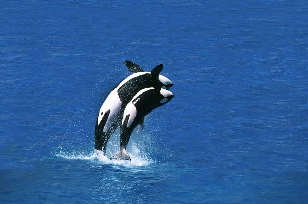 Orque Epaulard orcinus orca — Fotografia de Stock