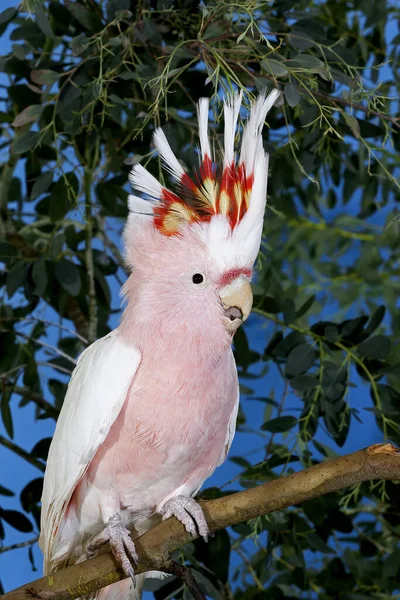 刺槐A Huppe Rouge cacatua moluccensis — 图库照片