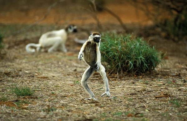 Propitheek De Verreaux propithecus verreauxi — Stockfoto