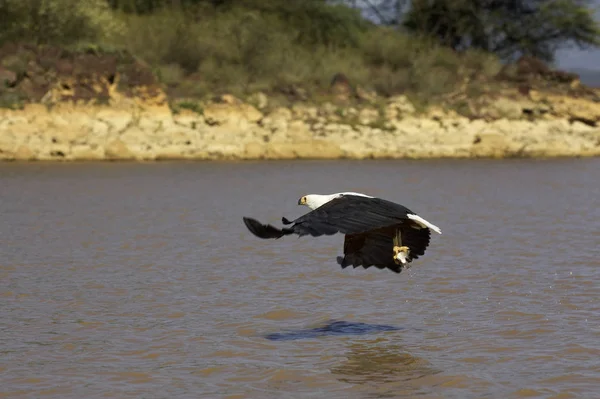 AIGLE PECHEUR D 'AFRIQUE haliaeetus vocifer — Foto de Stock