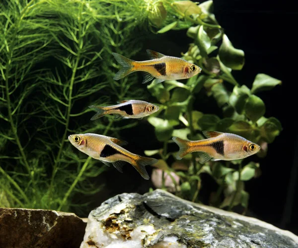 Rasbora Arlequin rasbora heteromorpha