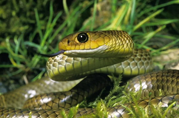 Serpente Ratier Indochinois ptyas korros — Fotografia de Stock