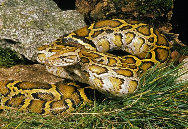 Python Molure python molurus — Fotografia de Stock