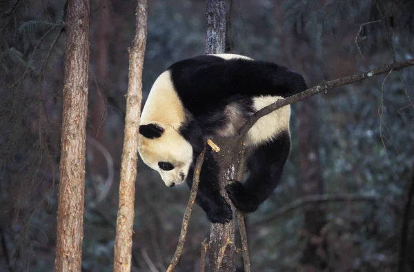 Nagypanda ailuropoda melanoleuca — Stock Fotó