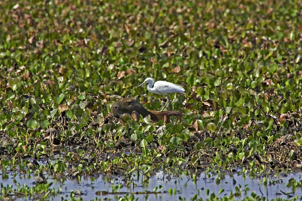 Cabiai hydrochoerus hydrochaeris — стоковое фото