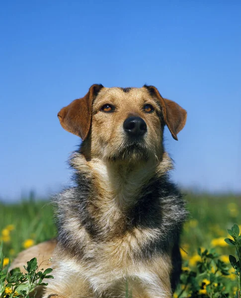 Sans Chien Race — Foto de Stock