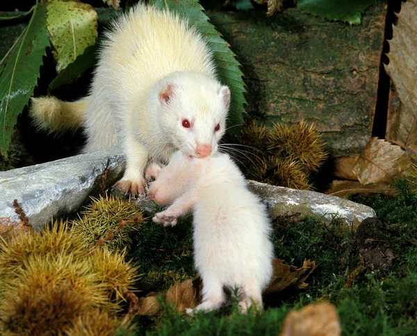 Furet mustela putorius furo — Fotografia de Stock