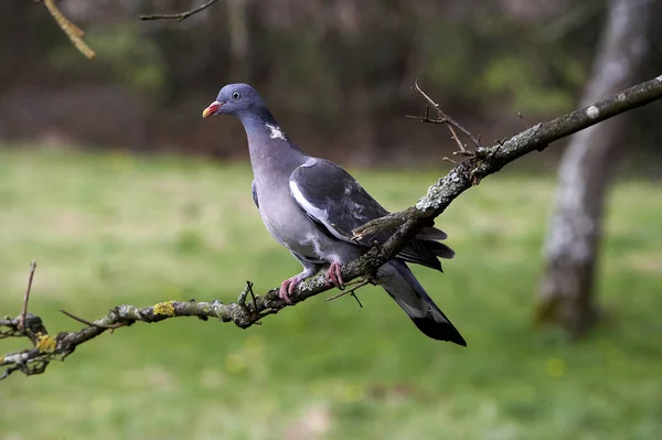 Pigeon Ramier columba palumbus — Photo