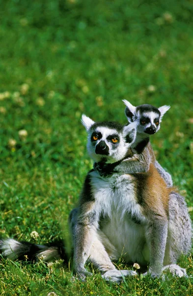 Maki Catta lemur catta — Fotografia de Stock