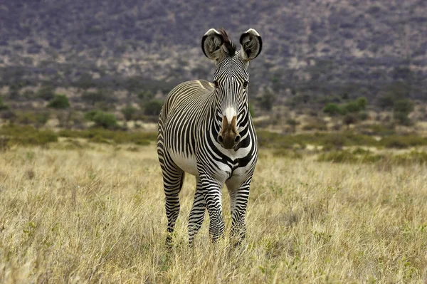 Zebre De Grevy equus grevyi — стокове фото