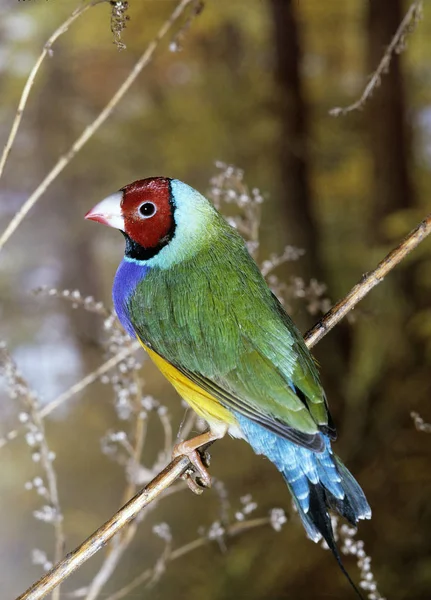 DIAMANT DE GOULD chloebia gouldiae — Stock Photo, Image