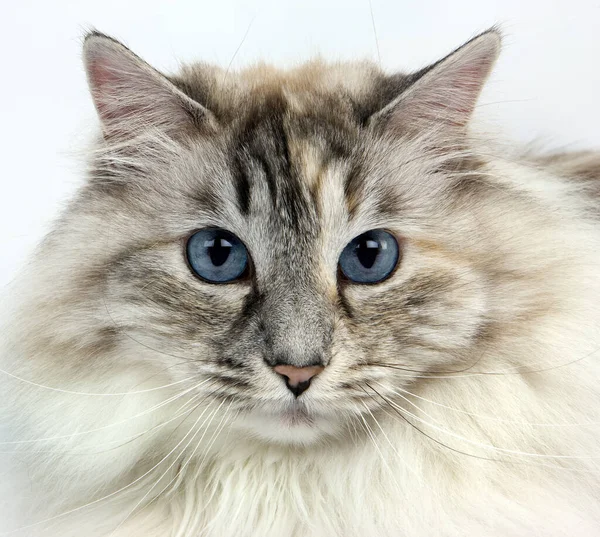 303 Seal Tabby Point With White Siberian Cat Stock Photos Images Download Seal Tabby Point With White Siberian Cat Pictures On Depositphotos