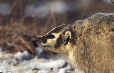 Amerikan Porsuğu, vergilendirme taksileri, Kanada, Snow 'un üzerinde duran yetişkin.  