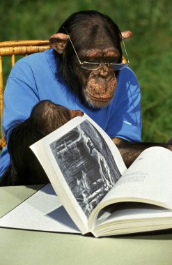 Şempanze, pan trogloditler, insan gibi giyinmiş ve eğitilmiş, kitap okuyan   