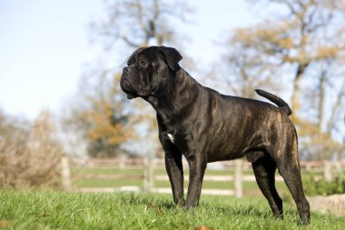 Cane Corso, İtalya 'dan bir köpek yetiştiricisi, Çimlerin üzerinde duran bir erkek. 