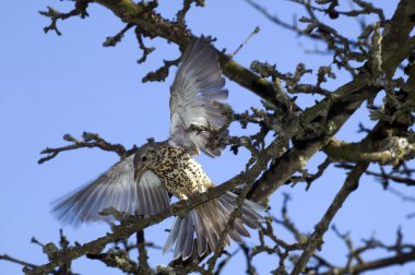 Mistle Thrush, turdus viscivorus, Yetişkin Branch, Normandiya 'dan kalkıyor.  
