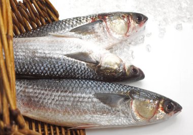 Mullet, chelon labrosus, Buzdaki Taze Balıklar 