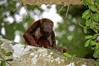 Red Howler Monkey, alouatta seniculus, Adult standing in Tree, Los Lianos in Venezuela   clipart