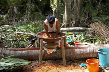 Warao Kadını, Palmtree, Mauritia flexulosa, Orinoco Delta, Venezuela 'da yaşayan Hintlilerden yapılmış unlu ekmek yapıyor.  