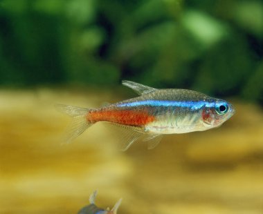 Neon Tetra, paracheirodon innesi, Akvaryum Balığı  