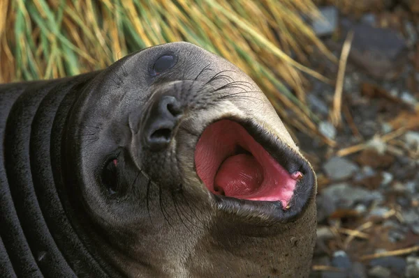 Southern Elephant Seal Mirounga Leonina Female Calling Young Antarctica — стокове фото