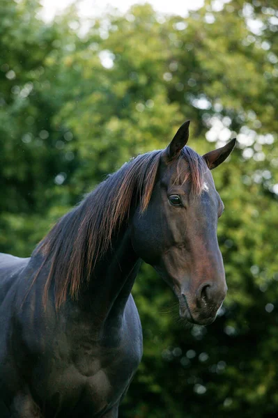 Horse English Thoroughbred Retrait Male — Fotografia de Stock
