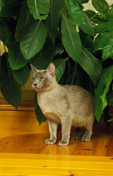Blue Burmese Domestic Cat Adult Standing Green Plant — Stock Photo, Image