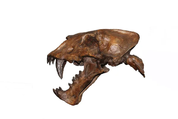 Skull Scimitar Cat Homotherium Serum Sabre Toothed Cat Became Extinct — Stock Photo, Image