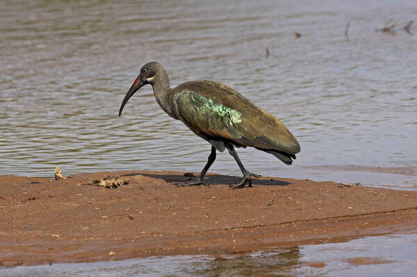 Hadada Ibis, bostrychia hagedash, Adult standing near Water, Samburu park in Kenya 